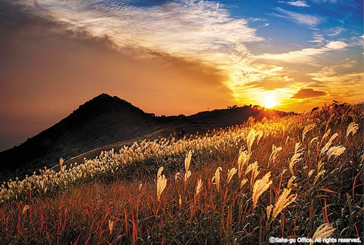 4-5-3 승학산 억새_사하구청_cw18